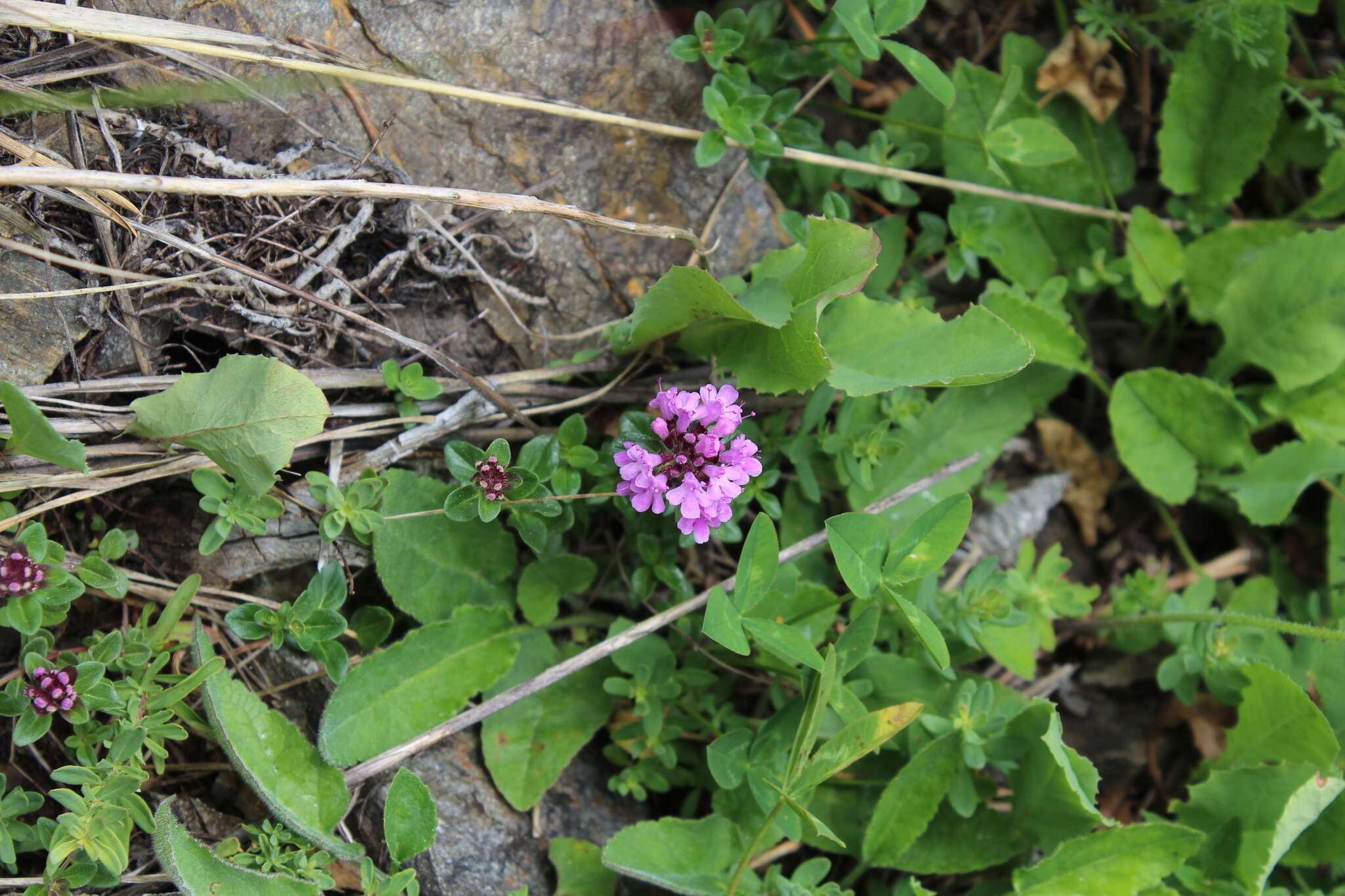 Image of Thymus nummularius M. Bieb.