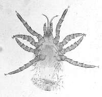 Image of Ornithonyssus