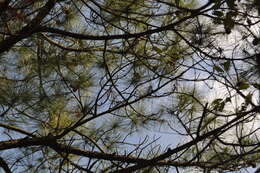 Image of Chinese Red Pine