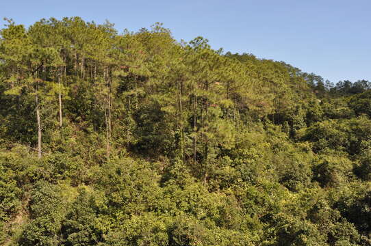 Image of Chinese Red Pine