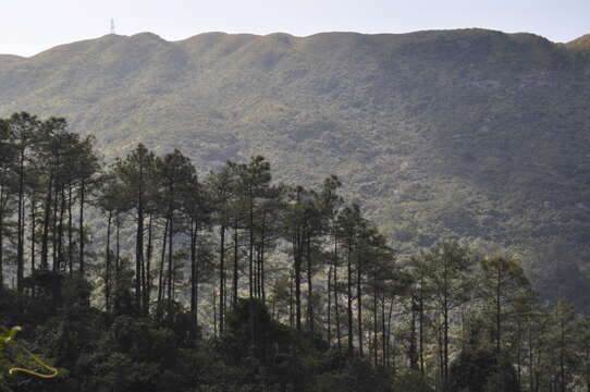 Image of Chinese Red Pine