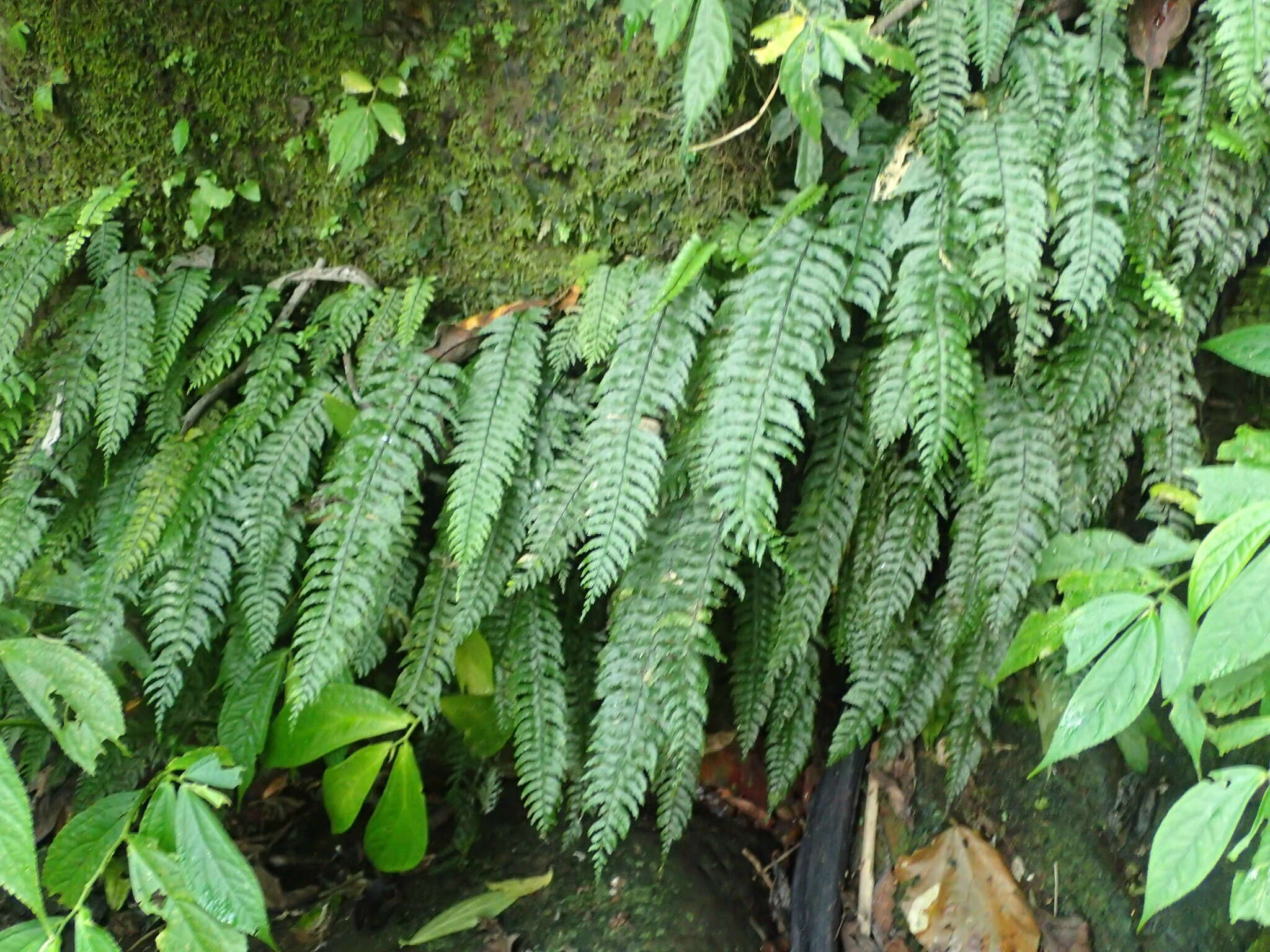 Hymenasplenium pubirhizoma (Ching & Z. Y. Liu) K. W. Xu & Li Bing Zhang resmi