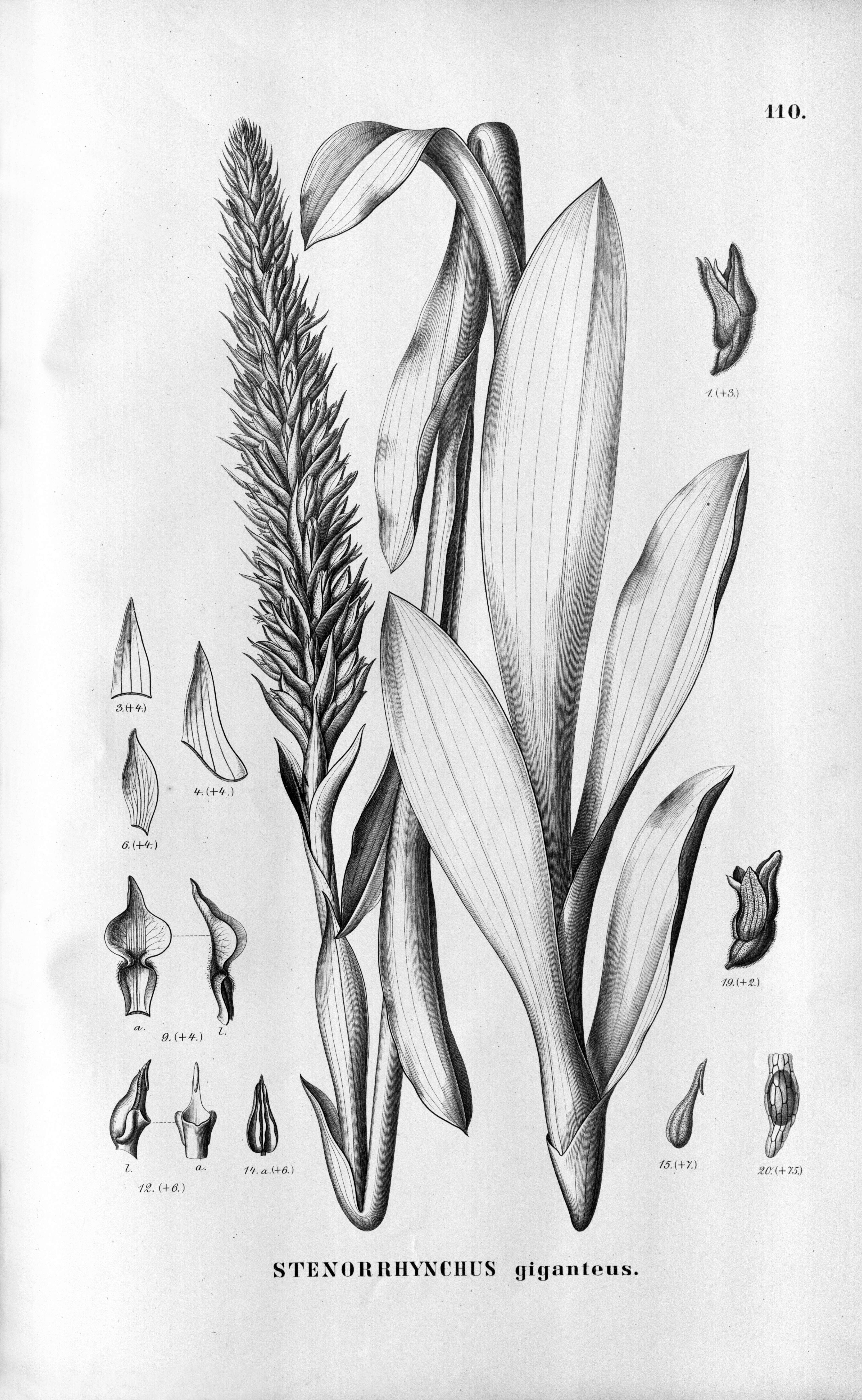 Image of Skeptrostachys