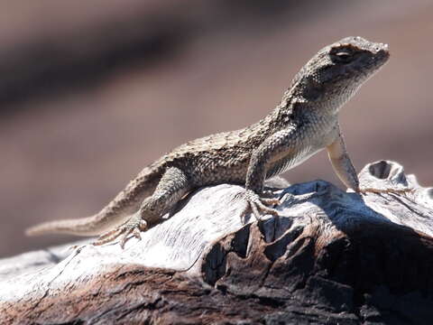 Image of Sceloporus occidentalis bocourtii Boulenger 1885