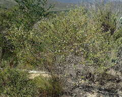 Image of Phylica purpurea var. floccosa Pillans