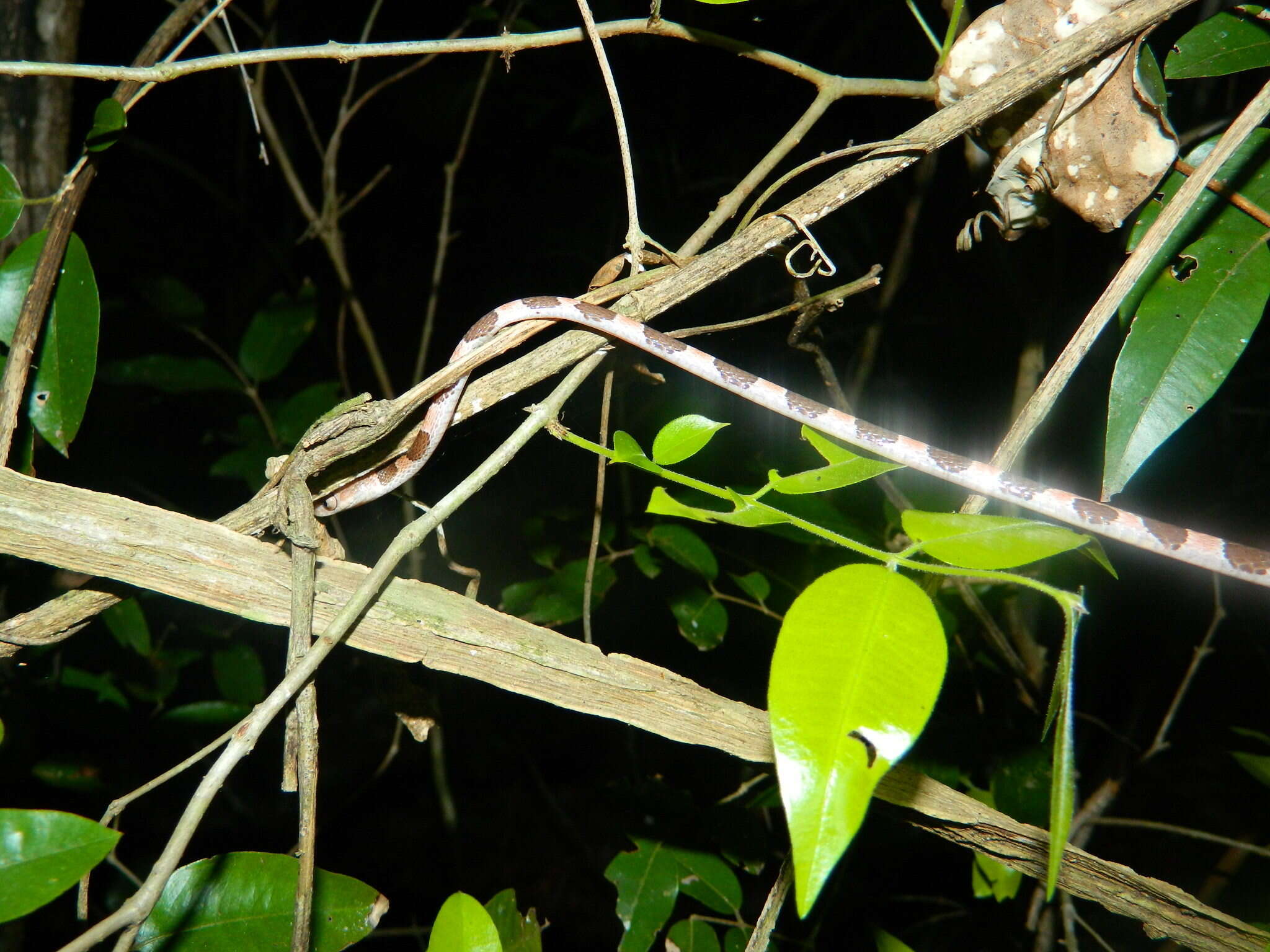 Image of Yucatán Blunthead Snake