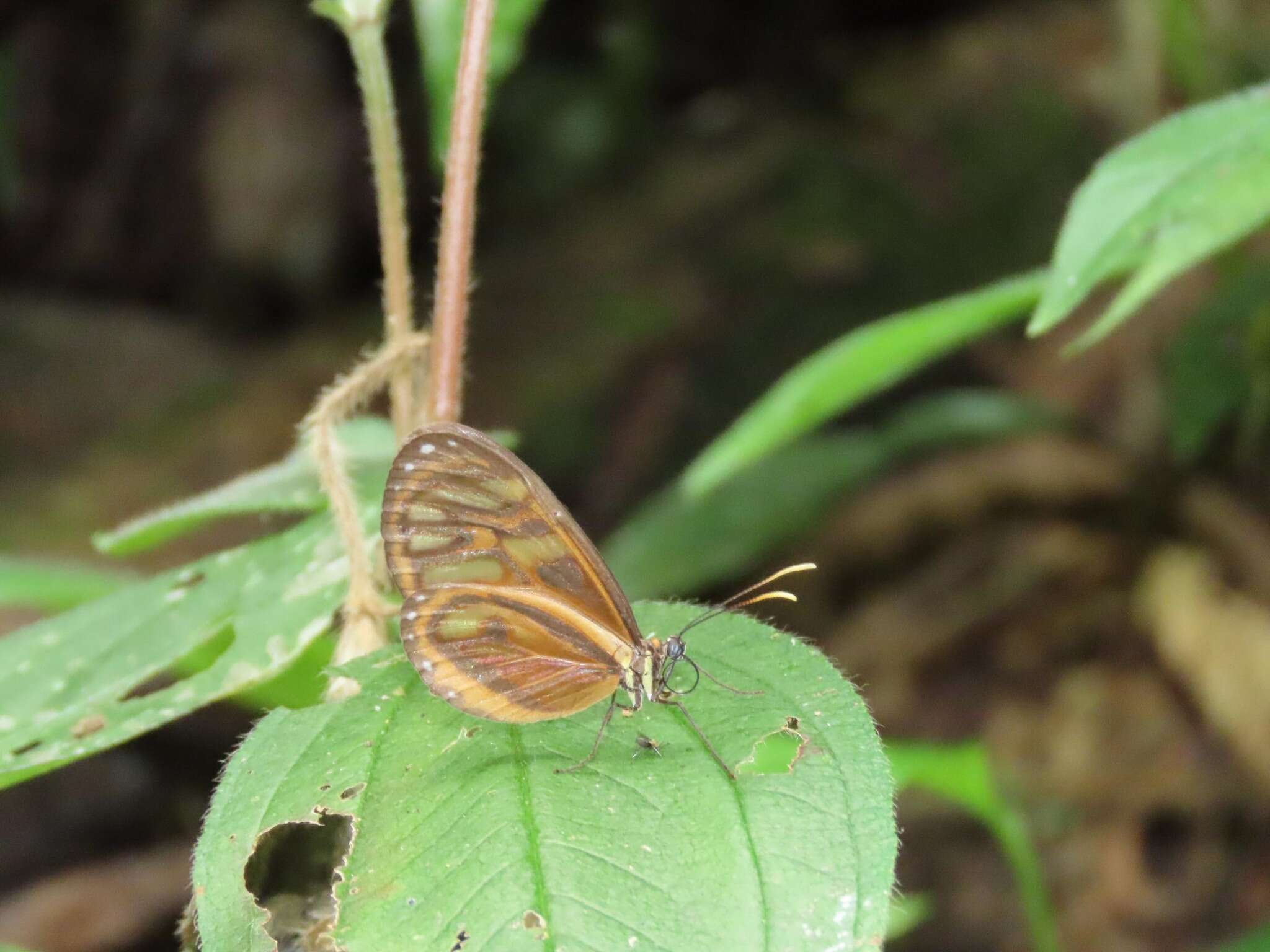 Image of Ithomia iphianassa Doubleday (1847)