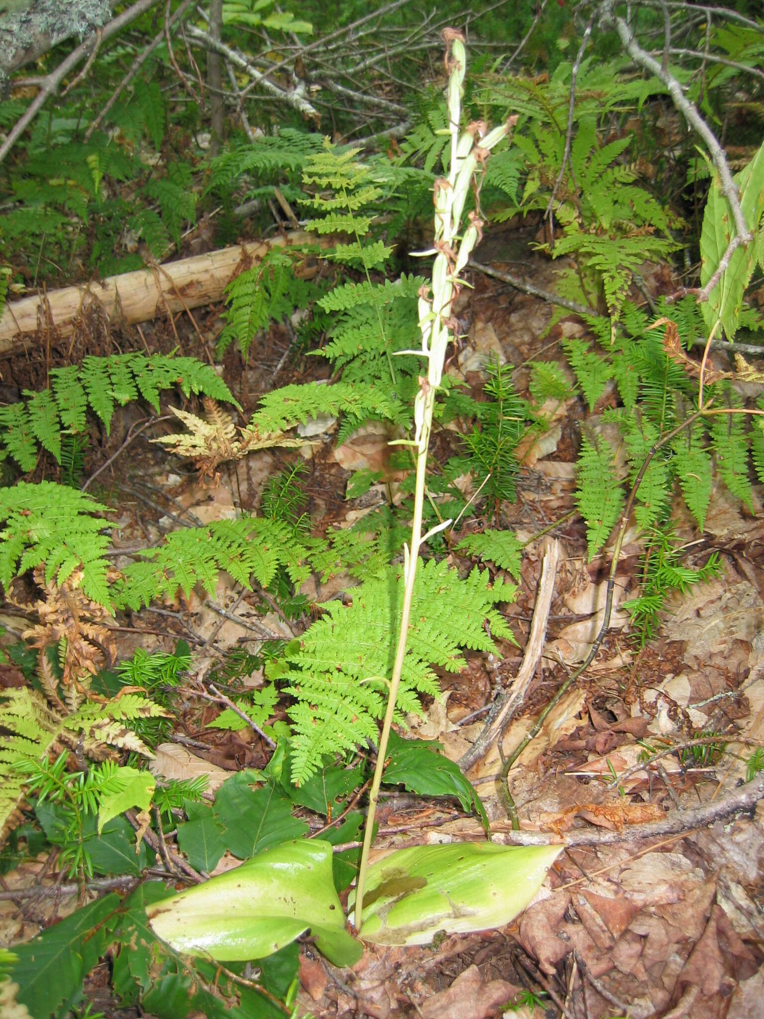 Image de Platanthère à feuilles orbiculaires