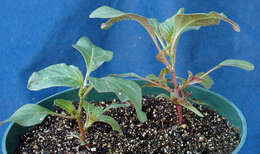 Image of Powell's amaranth