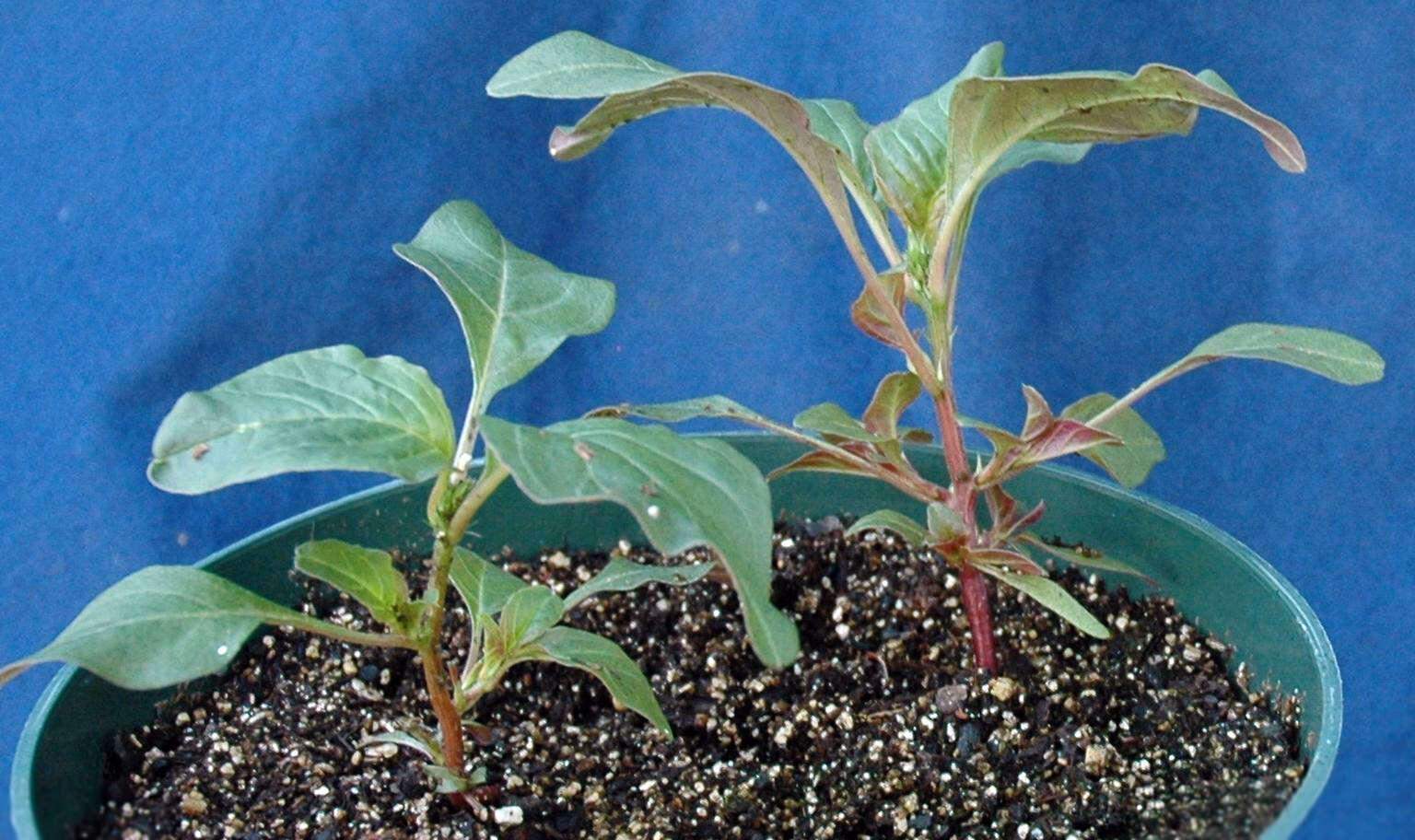 Image of Powell's amaranth