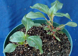 Image of Powell's amaranth