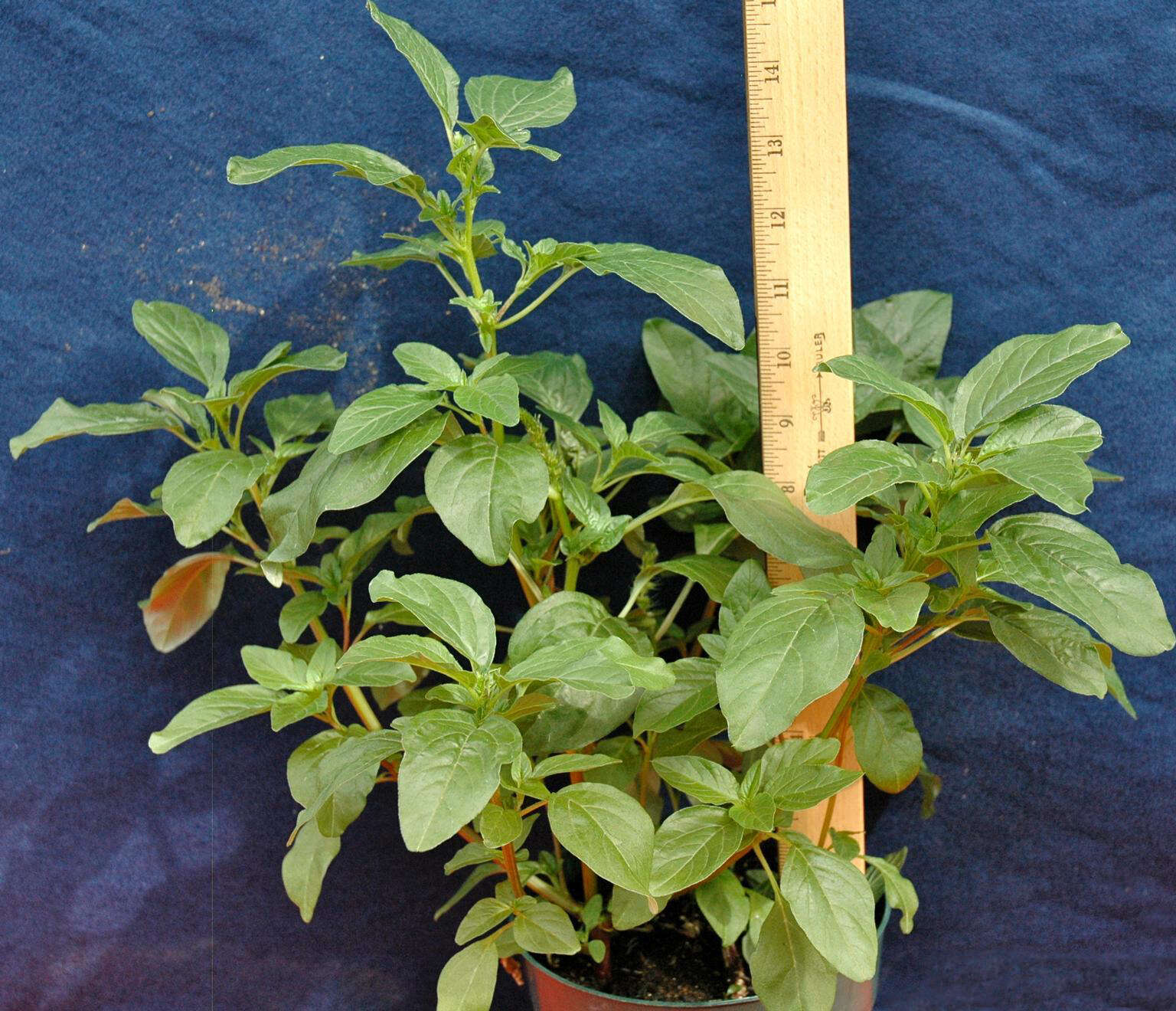 Image of Powell's amaranth