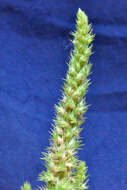 صورة Amaranthus powellii S. Wats.