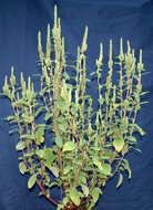 Image of Powell's amaranth