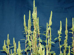 Image of Powell's amaranth