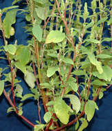 Image of Powell's amaranth