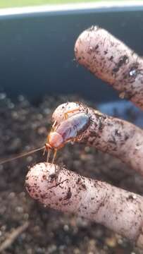 Image of Broad Wood Cockroach