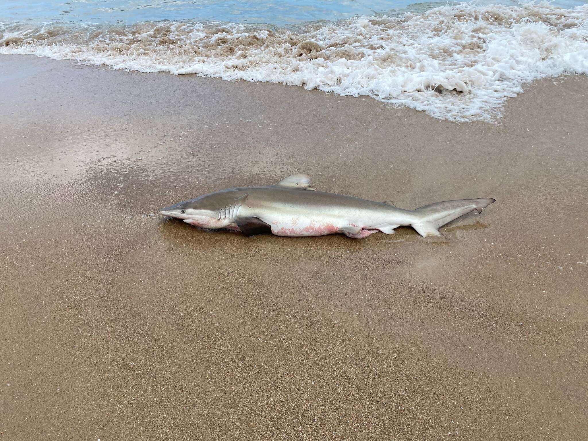 Слика од Carcharhinus brachyurus (Günther 1870)