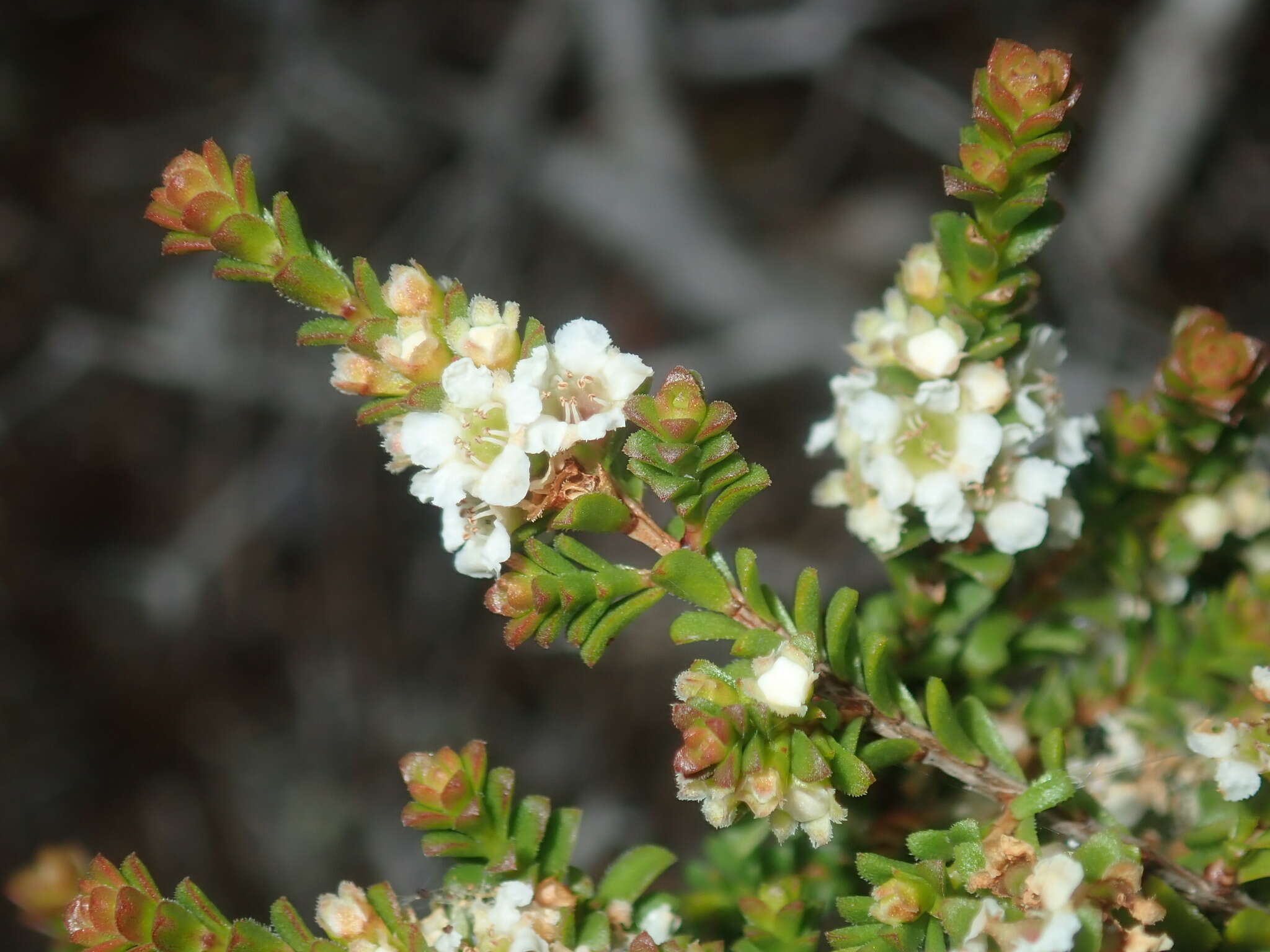 Image of Baeckea diosmifolia Rudge