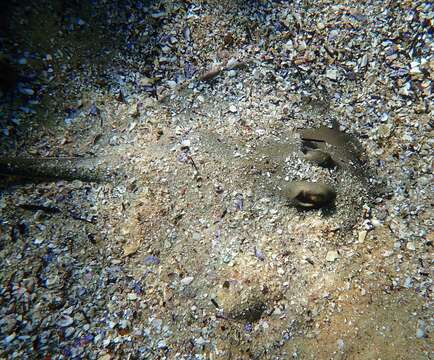 Imagem de Urolophus kapalensis Yearsley & Last 2006