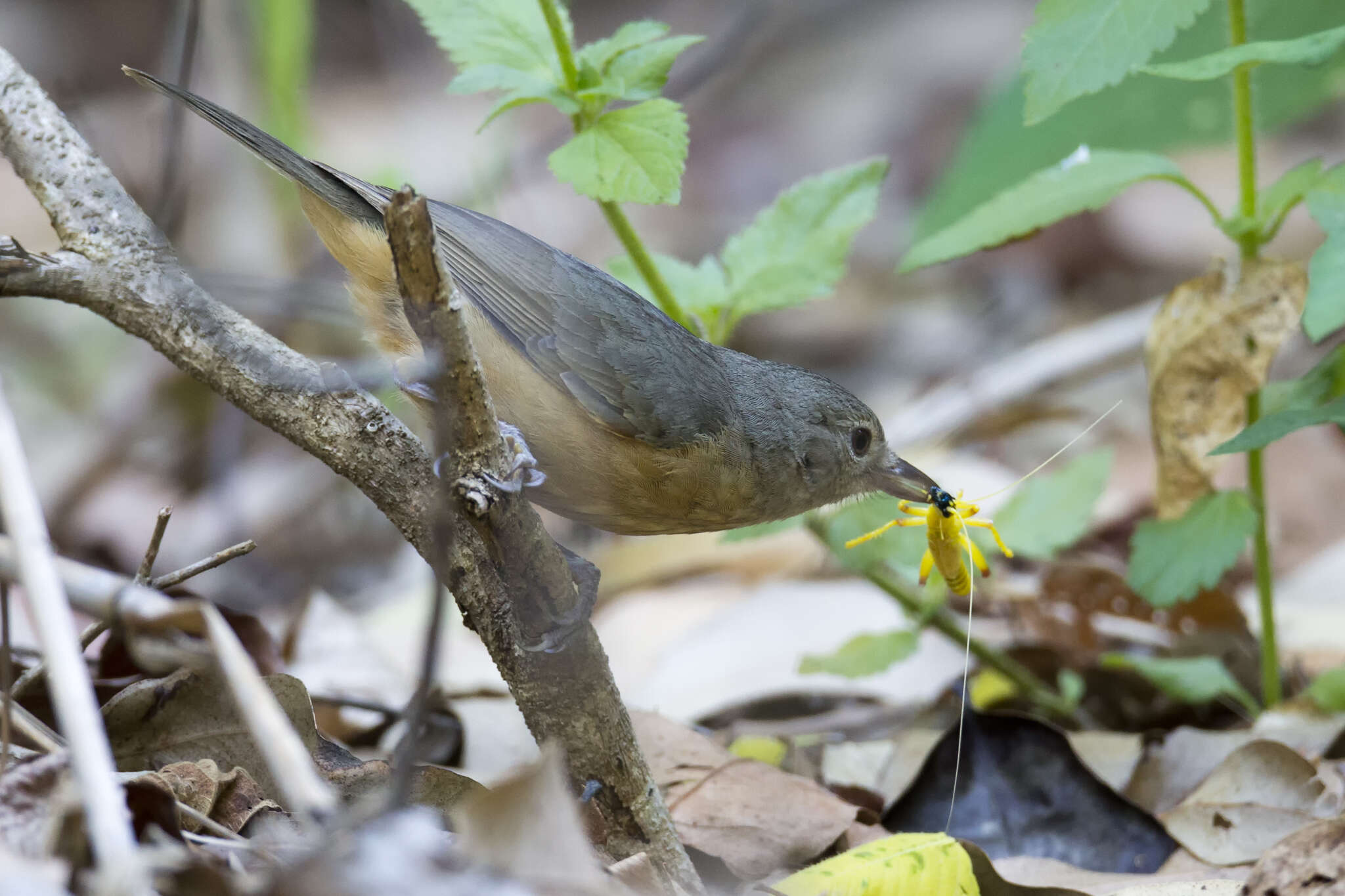 Image of Bower's Shrike-thrush