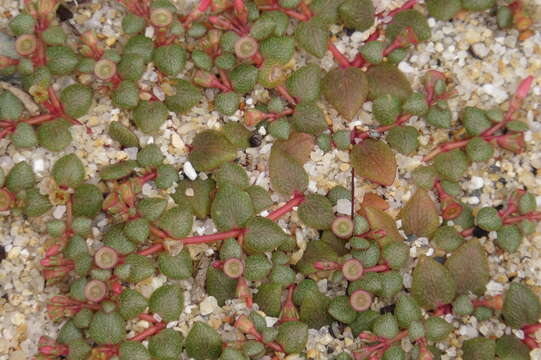 Image of Portulaca bicolor F. Müll.