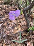 Image of Vigna vexillata var. angustifolia (Schum. & Thonn.) Baker