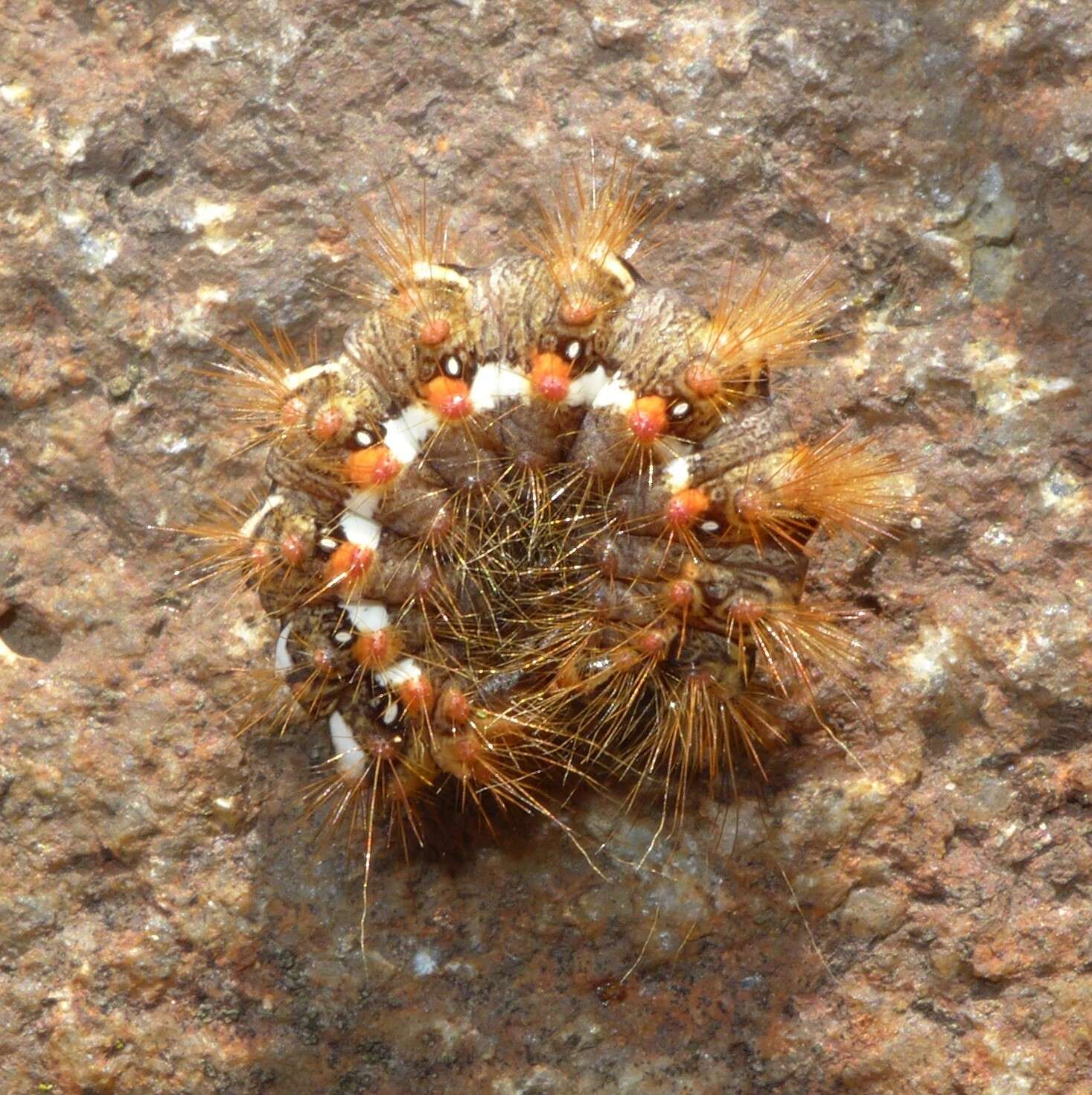 Image of knot grass