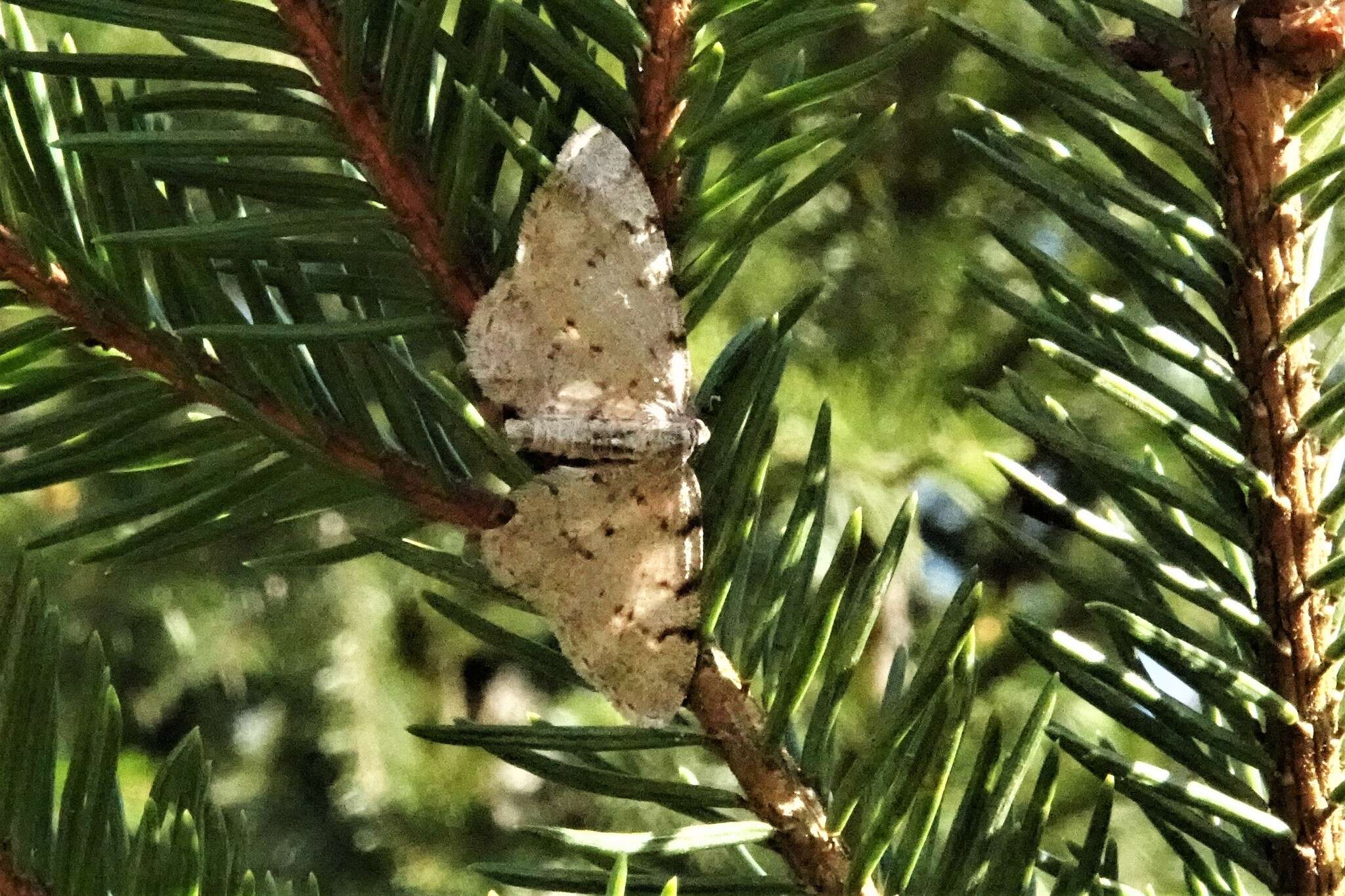 Image of grey birch