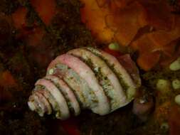 Image of corded rocksnail