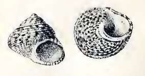 Image of Steromphala umbilicalis (da Costa 1778)