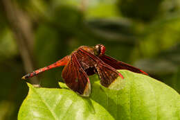 Image of Black Stream Glider