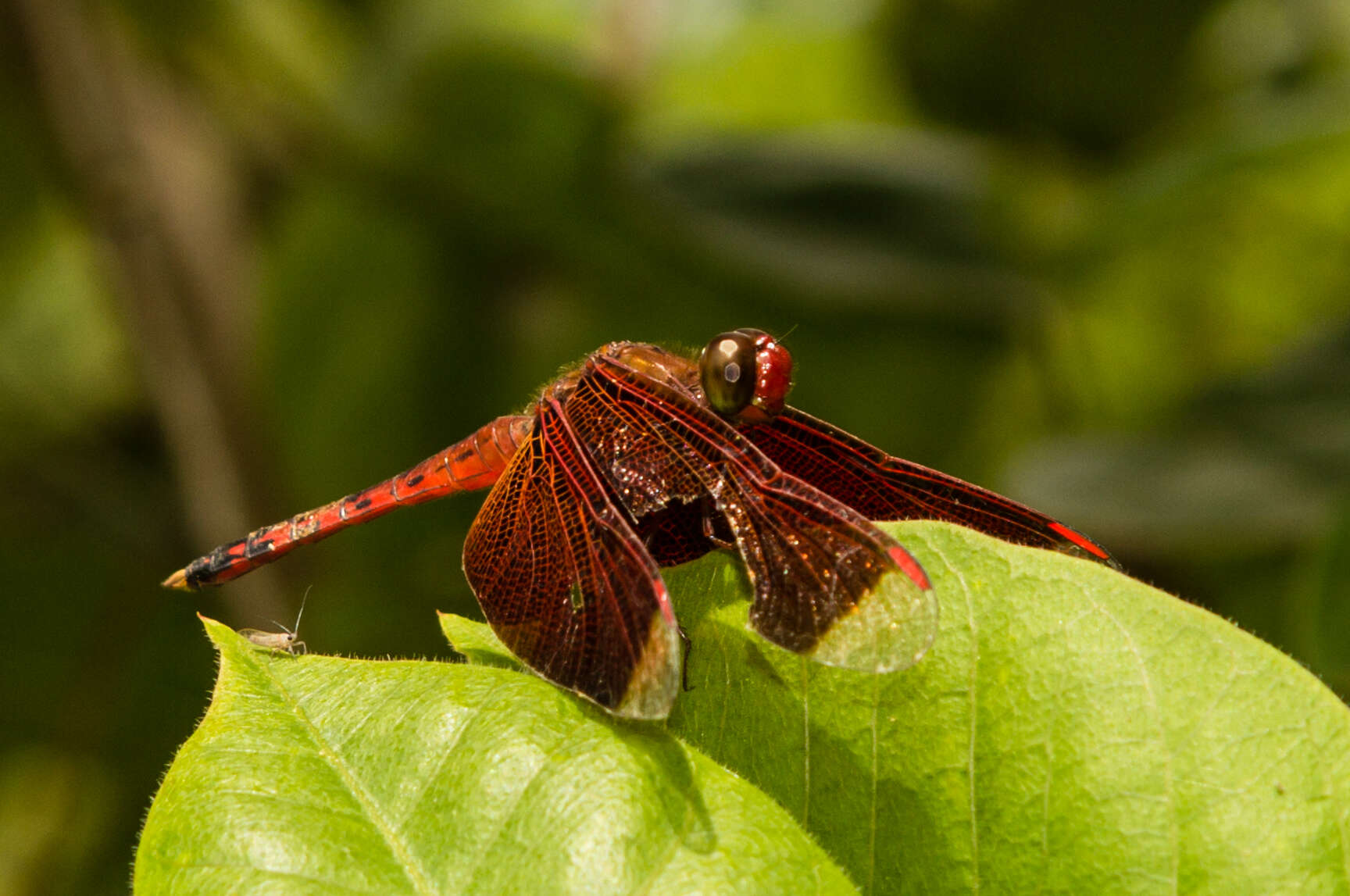 Image of Black Stream Glider