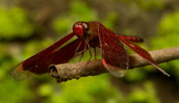 Image of Black Stream Glider