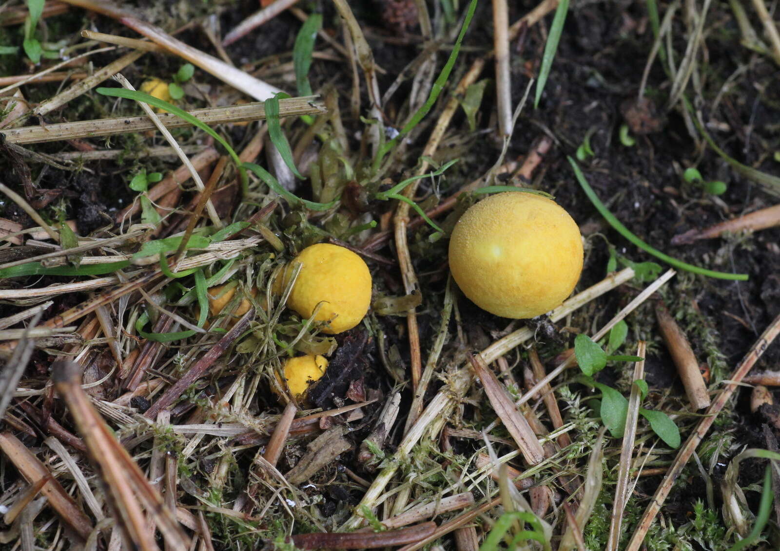 Image of Bovista aestivalis (Bonord.) Demoulin 1979