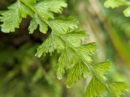 Image of Vandenboschia auriculata (Bl.) Copel.