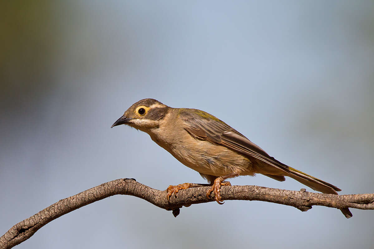 Image of Brown-headed Honeyeater