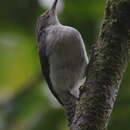 Image of Gray-mantled Wren