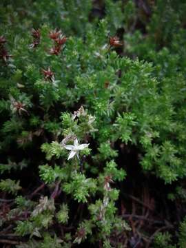 Image de Sedum moranense Kunth