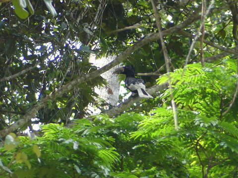 Image of Piping Hornbill