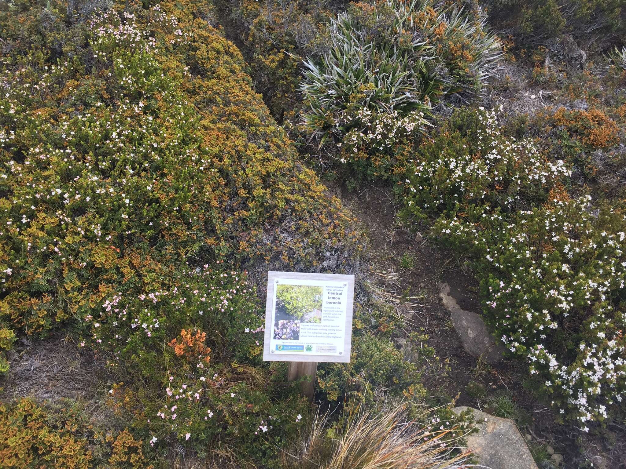 Image of Lemon Boronia