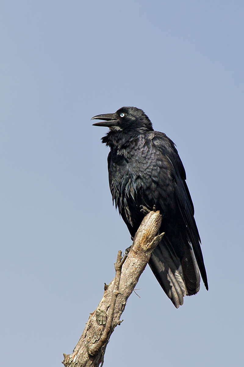 Слика од Corvus coronoides Vigors & Horsfield 1827