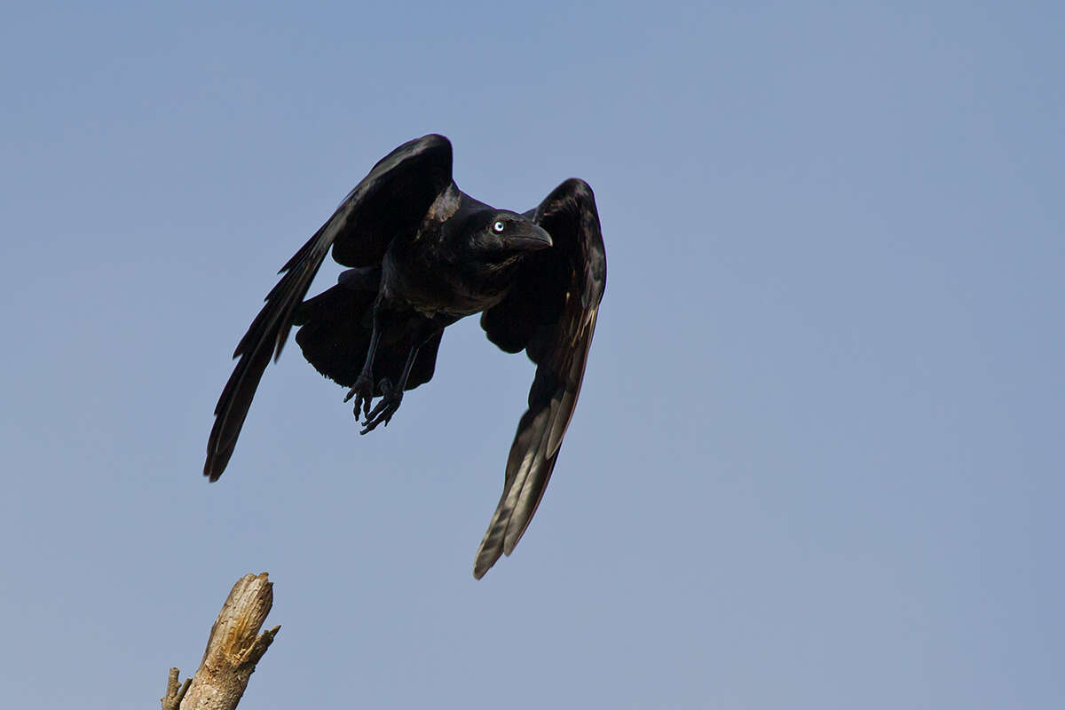 Imagem de Corvus coronoides Vigors & Horsfield 1827