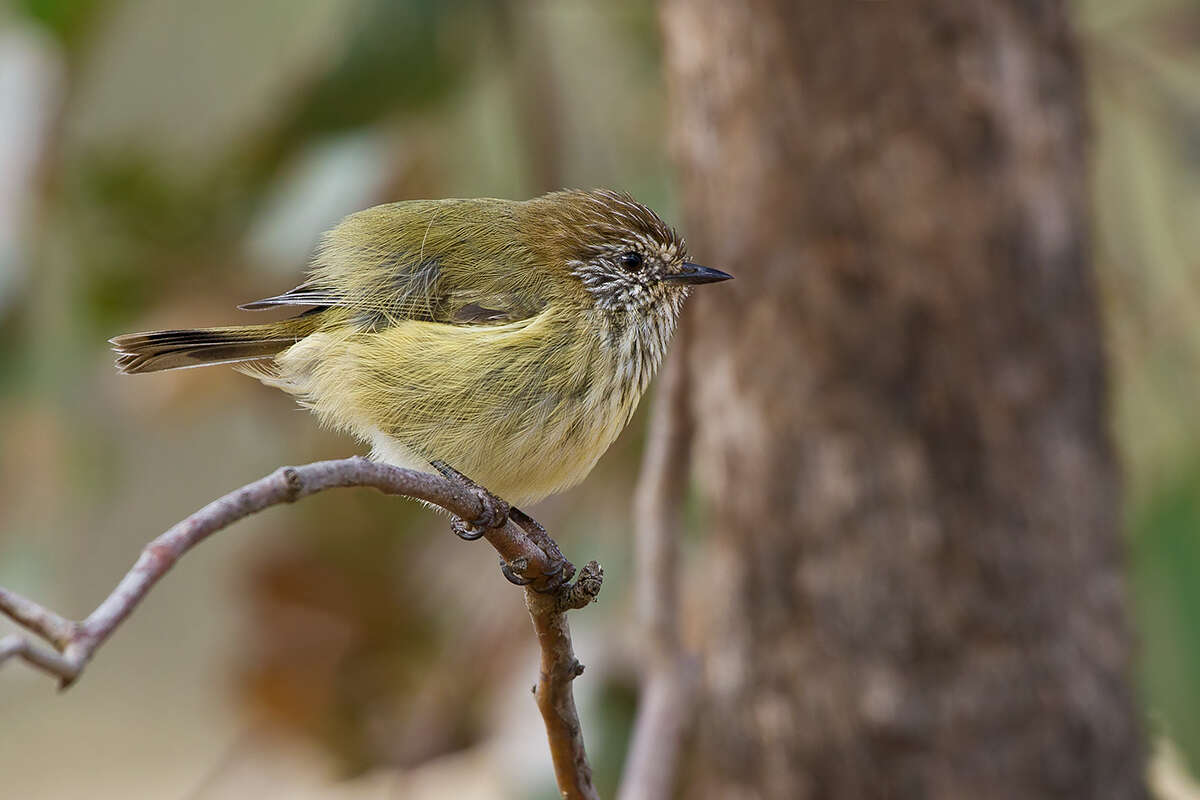 Image of Striated Thornbill