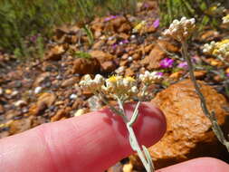 Image of <i>Helichrysum <i>rosum</i></i> var. rosum