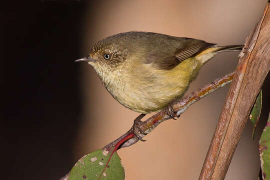 Image of Buff-rumped Thornbill