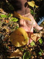 Image of roundleaf dogwood