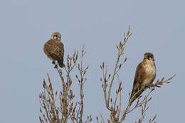 Image of Brown Falcon