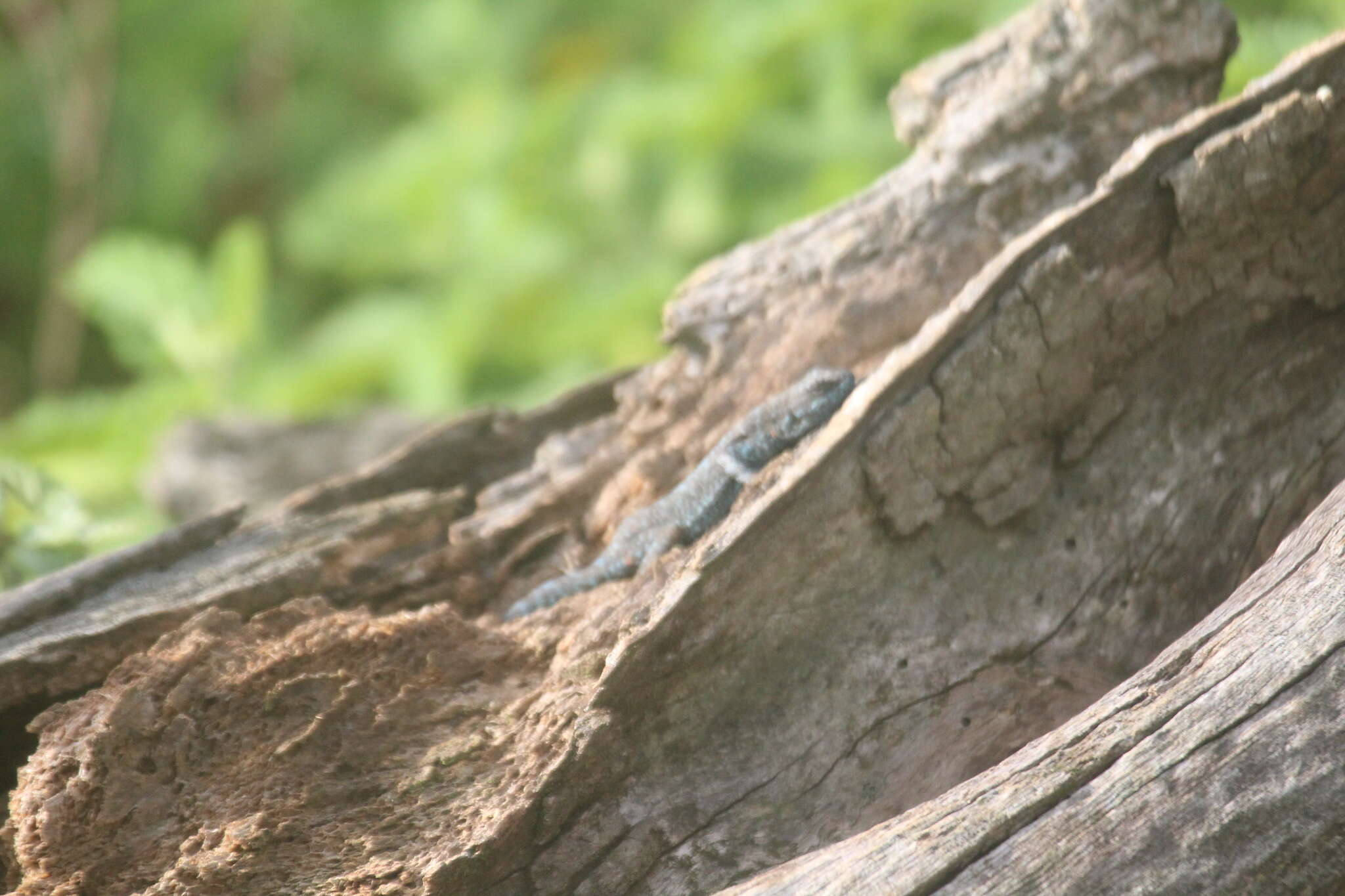 Image of Socorro Island Tree Lizard