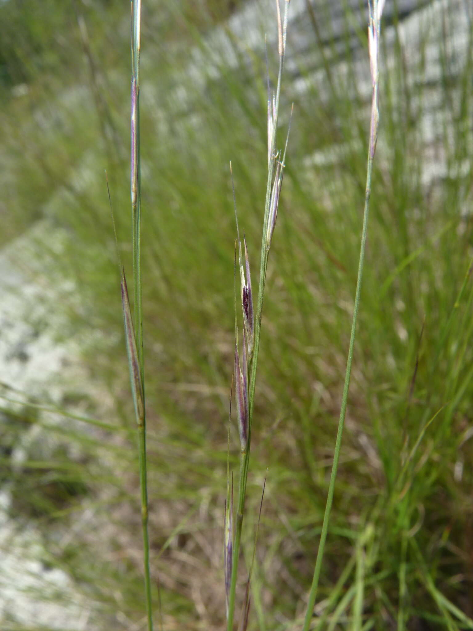 Image de Aristida dichotoma Michx.